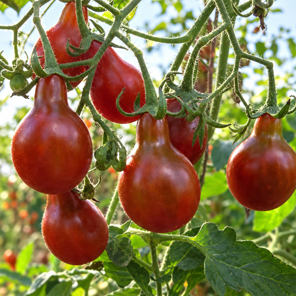 135 Cafe Bule Tomato, 5 Seeds