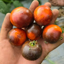 946 Tsukuyomi Special Leaf Tomato, 5 Seeds