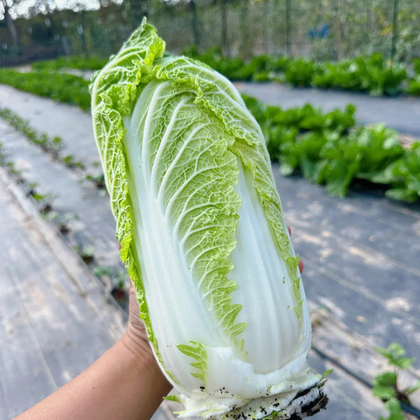 Quanfu Baby Cabbage Seeds, 5 × 5g Bags