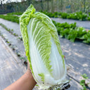 Quanfu Baby Cabbage Seeds, 5 × 5g Bags