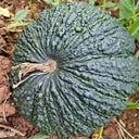 Thai 'Gold Coin' Pumpkin Seeds, 10 Seeds