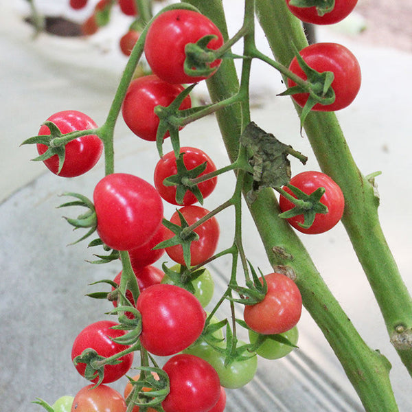 Saint Anne Cherry Tomato, 10 Seeds