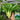 'Meijiaqi' Suzhou Dwarf Pak Choi Seeds, 20g