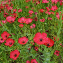Hezhichun Scarlet Flax Seeds, 1g
