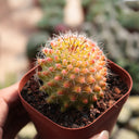 Mammillaria jaliscana f. variegata 'Hongnawan', 3-4cm
