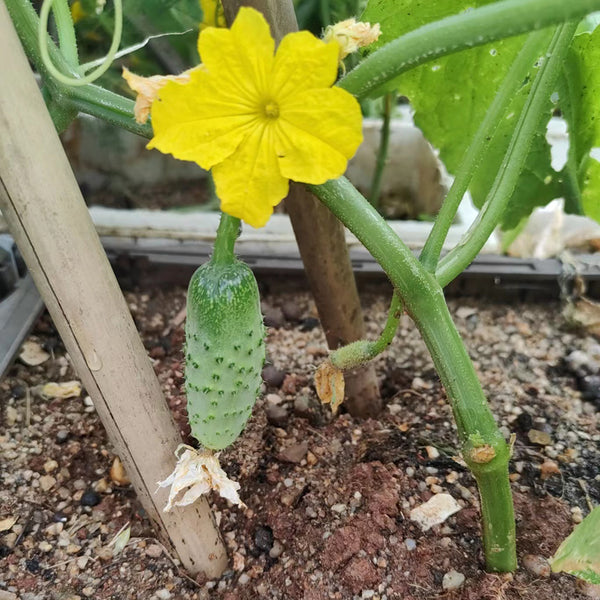 Russian Masha Fruit Cucumber, 20 Seeds
