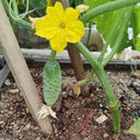 Russian Masha Fruit Cucumber, 20 Seeds