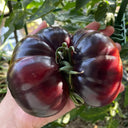 Martha Starfighter Tomato, 10 Seeds