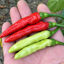 W1361 Extra-Hot Chinese Pickling Pepper, 50 Seeds