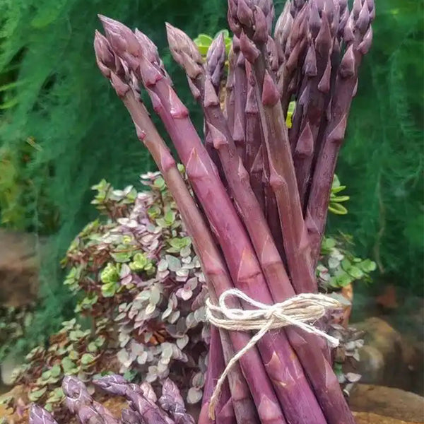 Purple Asparagus Seeds, 2g
