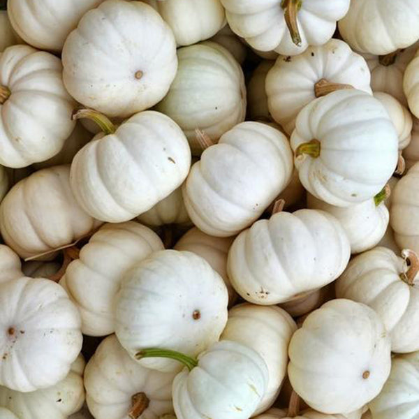 Specialty Mini White Beibei Squash, 10 Seeds