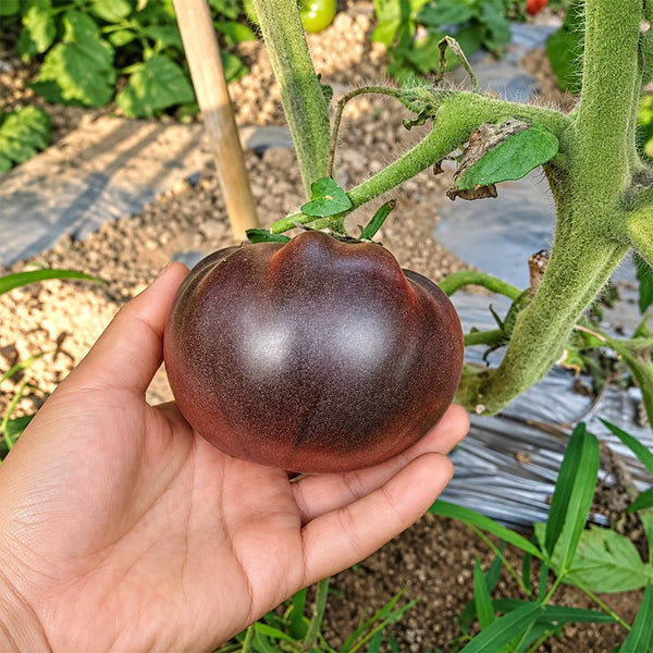 244 Elena's Amethyst Heart Tomato, 5 Seeds