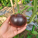 244 Elena's Amethyst Heart Tomato, 5 Seeds