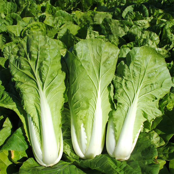 'Fushi' Fast-Growing Chinese Cabbage Seeds, 10g