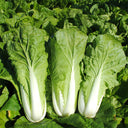 'Fushi' Fast-Growing Chinese Cabbage Seeds, 10g