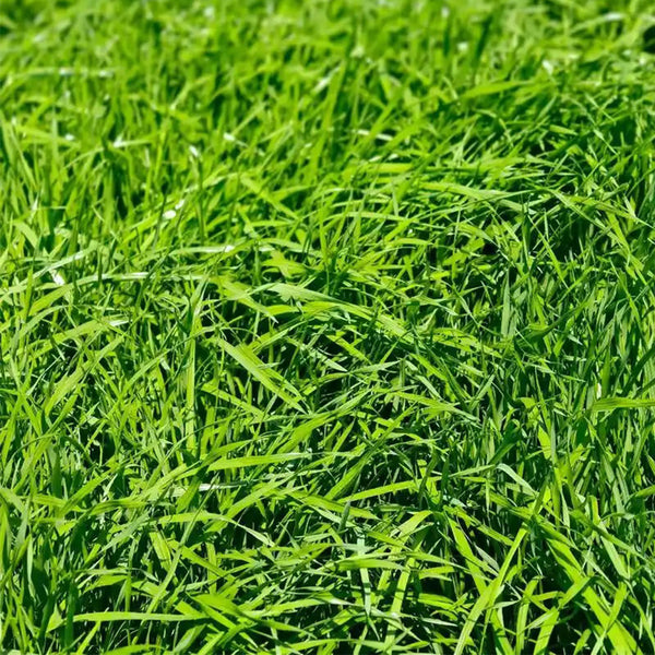 Green Joy Perennial Ryegrass Seeds, 200g