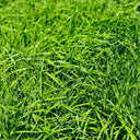 Green Joy Perennial Ryegrass Seeds, 200g