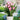 'Dreamland' Calla Lily, 18/20cm Circumference, 1 Bulb