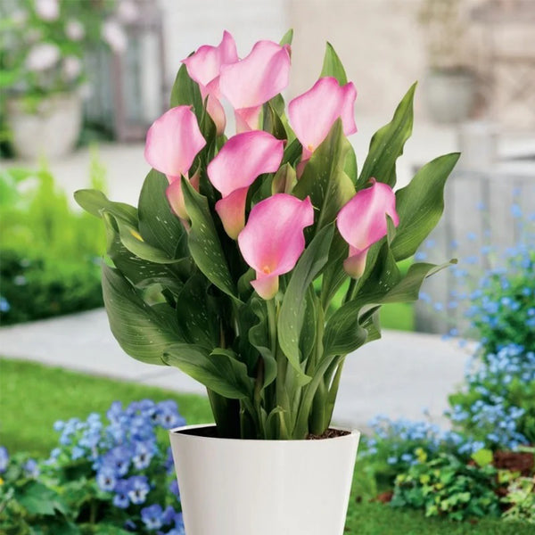 'Dreamland' Calla Lily, 18/20cm Circumference, 1 Bulb