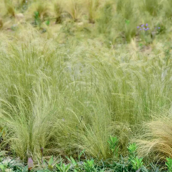 Cloud Grass Seeds, 1000 Seeds
