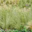 Cloud Grass Seeds, 1000 Seeds