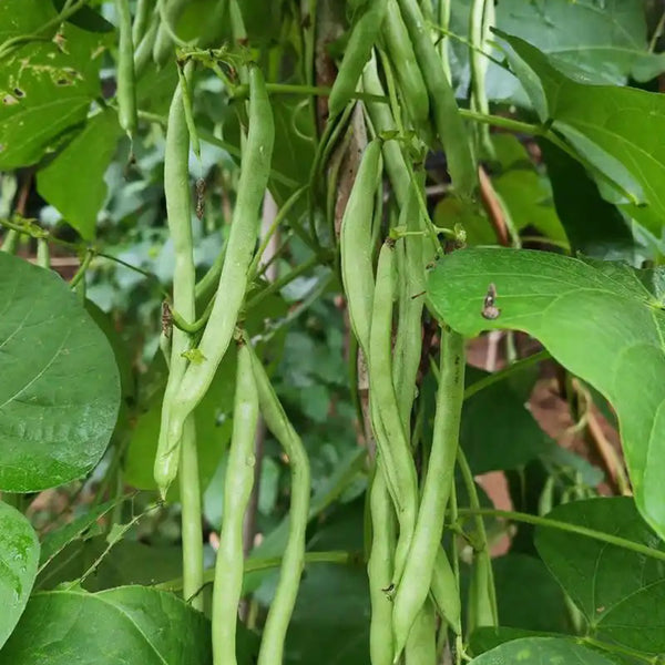 'Shuangqing No.35' Snap Bean Seeds, 25g