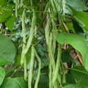 'Shuangqing No.35' Snap Bean Seeds, 25g