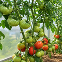 425 Kolkhoznaya Koroleva Tomato, 5 Seeds