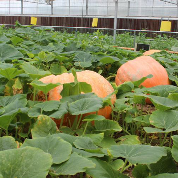 Extra Large Giant Pumpkin, 10 Seeds