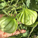 'Firenza' Ribbed Tomato, 10 Seeds