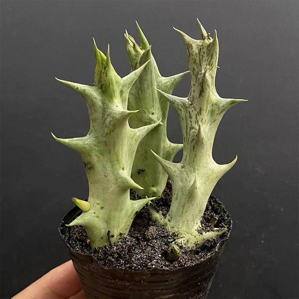 3Pcs Caralluma hesperidum, 3-4cm