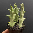 3Pcs Caralluma hesperidum, 3-4cm