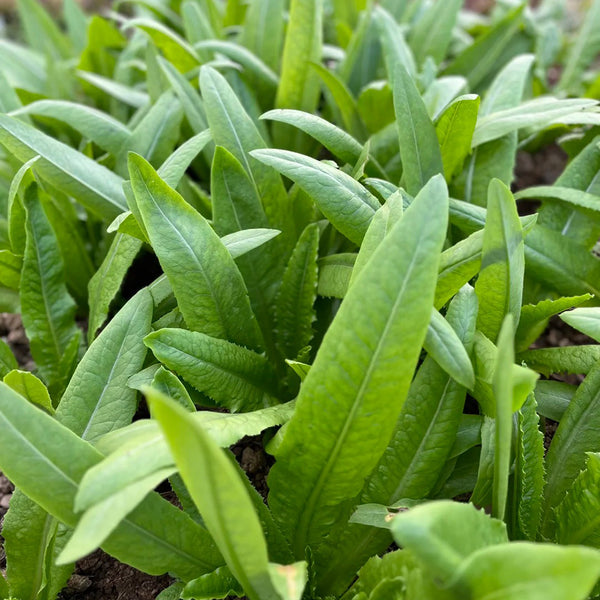 Nongyan Pointed-Leaf Romaine Lettuce Seeds, 10g