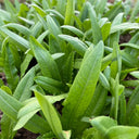 Nongyan Pointed-Leaf Romaine Lettuce Seeds, 10g