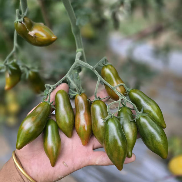 1020 Sweet Neptune Tomato, 5 Seeds