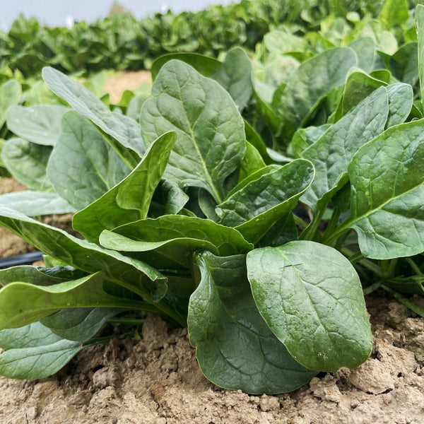 Ground-hugging Spinach Seeds, 10g