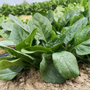 Ground-hugging Spinach Seeds, 10g