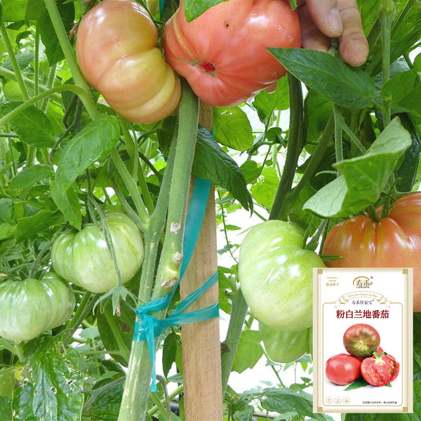 Pink Brandywine Tomato, 10 Seeds