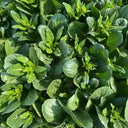 Ningxia Fiberless 110-day Choy Sum Seeds, 20g