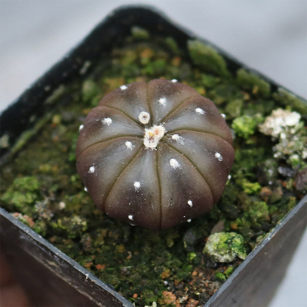 Astrophytum asterias 'Purple Skin', 2-3cm