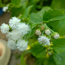 Large-Flowered Ageratum (White), 500 Seeds