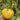 680 Melon Liqueur F6 Tomato, 5 Seeds