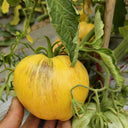 680 Melon Liqueur F6 Tomato, 5 Seeds