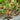 1025 Cosmic Trail F5 Tomato, 5 Seeds