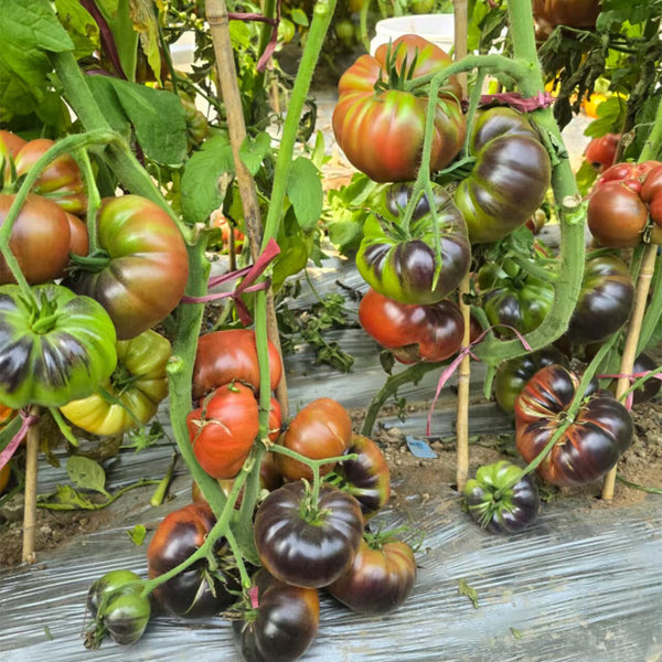 1025 Cosmic Trail F5 Tomato, 5 Seeds