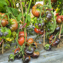 1025 Cosmic Trail F5 Tomato, 5 Seeds