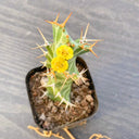 Euphorbia virosa, 7-8cm