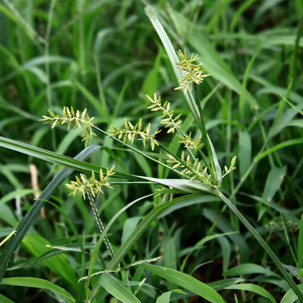 Nutgrass Seeds, 1g