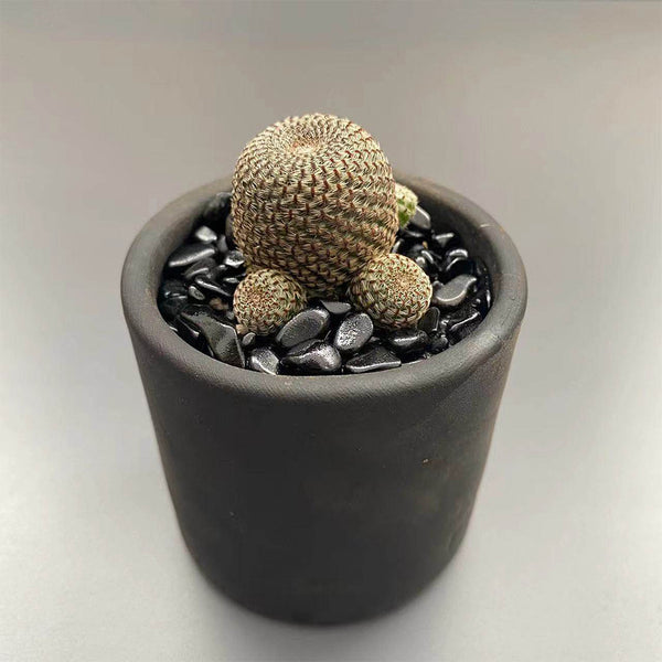 Rebutia heliosa, 2-3cm