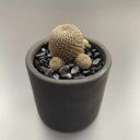 Rebutia heliosa, 2-3cm